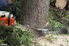 Leaf Removal in Taft Heights, CA