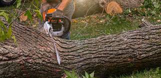 Best Storm Damage Tree Cleanup  in Taft Heights, CA