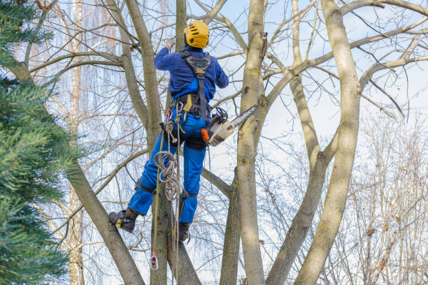 Best Weed Control  in Taft Heights, CA