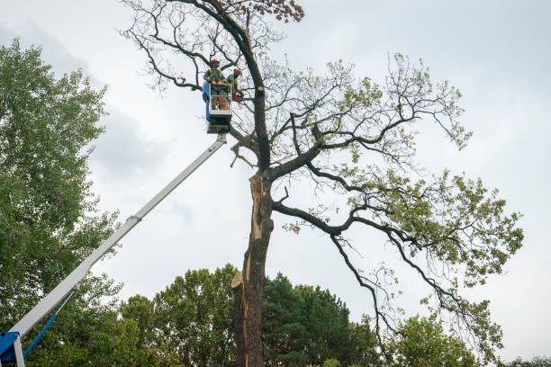 Best Arborist Consultation Services  in Taft Heights, CA