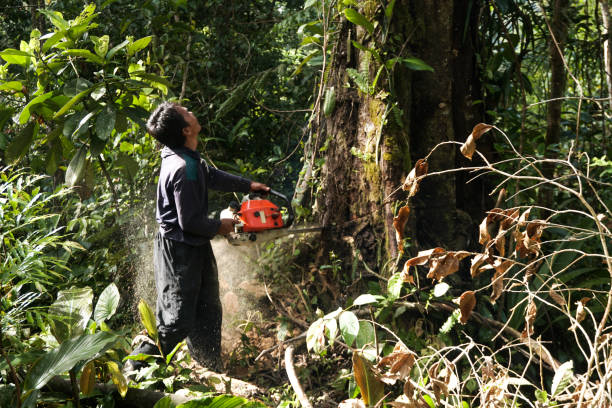 Best Commercial Tree Services  in Taft Heights, CA