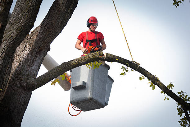 Taft Heights, CA Tree Services Company